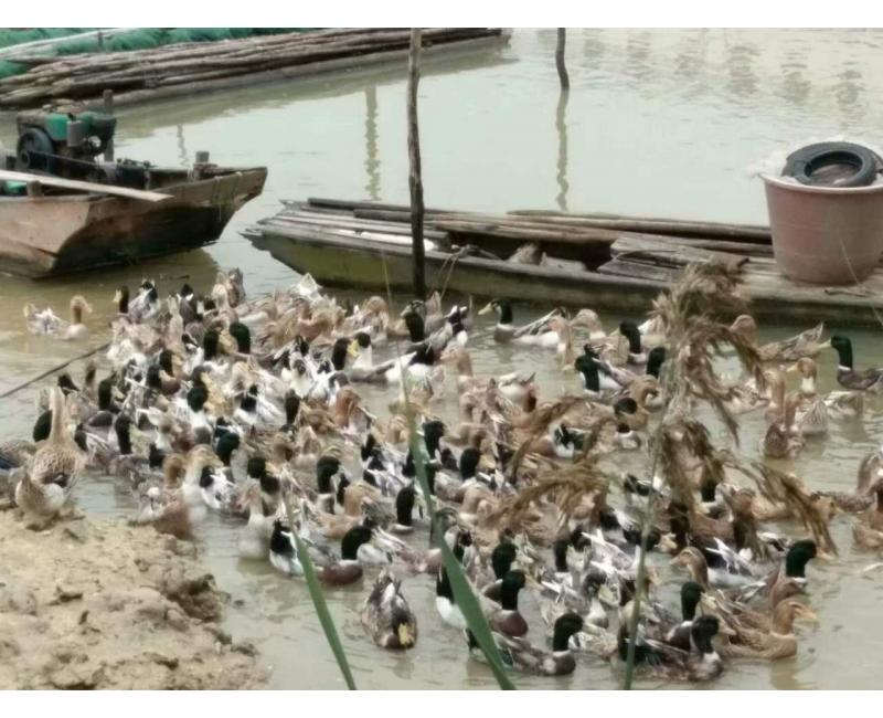 純放養(yǎng)青頭鴨、三那土雞、鳳尾菇 原生態(tài)產(chǎn)品